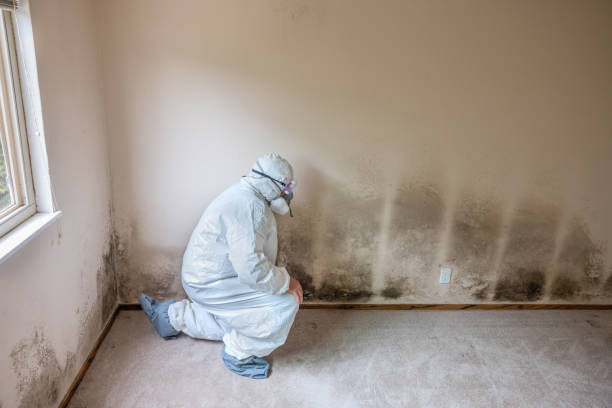 Best Industrial Mold Remediation  in Meeker, OK