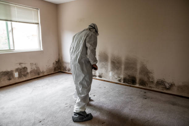 Best Environmental Consulting for Mold Prevention  in Meeker, OK